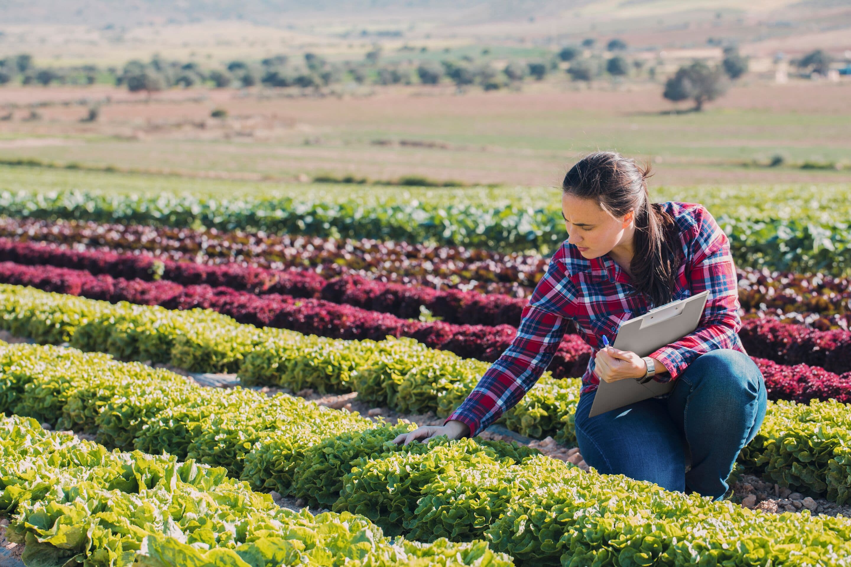 Female farmer inspects fresh crops for a workplace dining kitchen to ensure sustainable sourcing and workplace well-being.